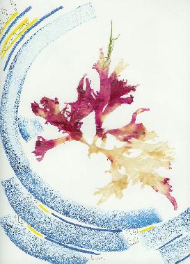 Pastel et collage d'algues roses de Bretagne de Catherine Rault-Crosnier intitul Algues portes par la mer.