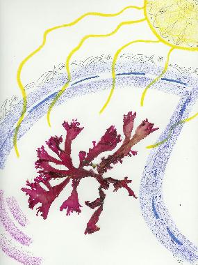 Pastel et collage dalgues roses de Bretagne de Catherine Rault-Crosnier intitul Algues dans les nuages.
