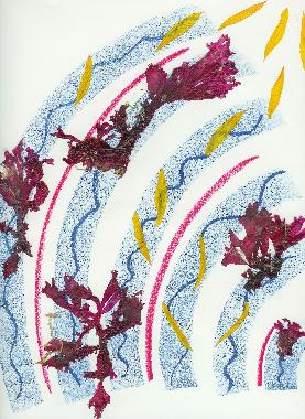 Pastel et collage dalgues roses de Bretagne de Catherine Rault-Crosnier intitul Danse des algues.