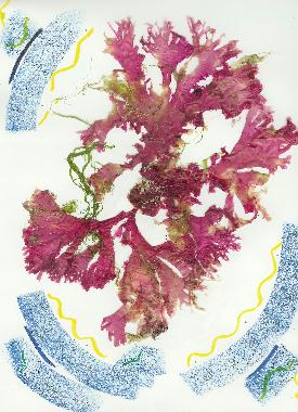 Pastel et collage dalgues roses de Bretagne de Catherine Rault-Crosnier intitul Ballerine de la mer.