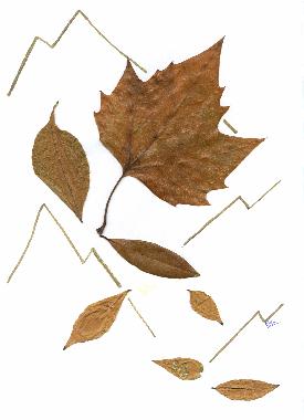 Dcor de feuilles sches ralis par Catherine RAULT-CROSNIER, pour illustrer le pome "COMME LES FEUILLES" de Sergio MARENGO.