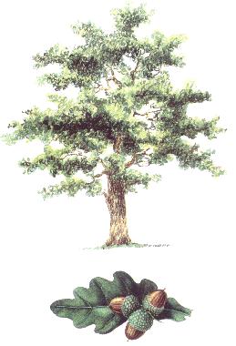 Illustration du pome LE CHNE de Claude HAMELIN.