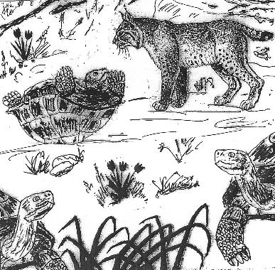 Dessin de Rocamour illustrant son pome LE LYNX ET LA TORTUE.